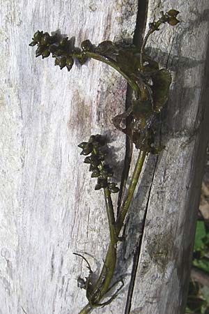 Potamogeton perfoliatus \ Durchwachsenes Laichkraut, D Sasbach am Kaiserstuhl 23.8.2008