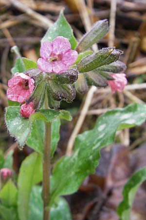 Pulmonaria officinalis \ Echtes Lungenkraut / Lungwort, D Günzburg 18.4.2009