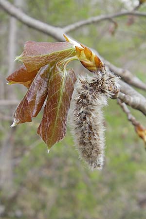 Populus alba \ Silber-Pappel, D Augsburg 18.4.2009