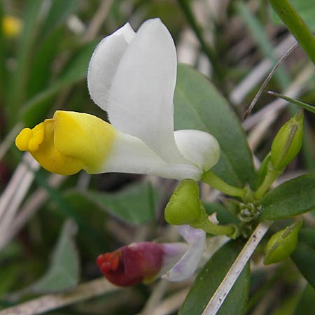 Polygala chamaebuxus \ Buchs-Kreuzblume, Buchs-Kreuzblmchen / Shrubby Milkwort, D Pfronten 22.5.2009