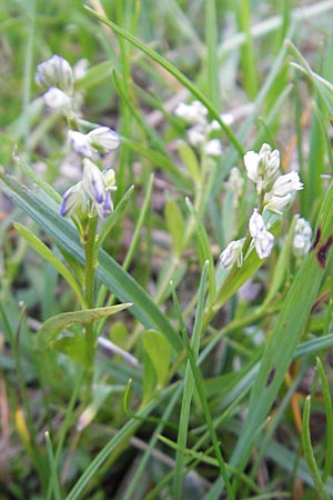 Polygala comosa \ Schopfige Kreuzblume, Schopfiges Kreuzblmchen, D Günzburg 22.5.2009