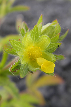 Potentilla intermedia \ Mittleres Fingerkraut / Downy Cinquefoil, Russian Cinquefoil, D Mannheim 19.6.2009