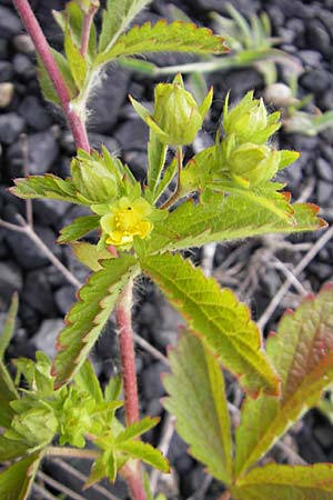 Potentilla intermedia \ Mittleres Fingerkraut / Downy Cinquefoil, Russian Cinquefoil, D Mannheim 19.6.2009