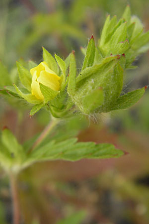 Potentilla intermedia \ Mittleres Fingerkraut / Downy Cinquefoil, Russian Cinquefoil, D Mannheim 19.6.2009