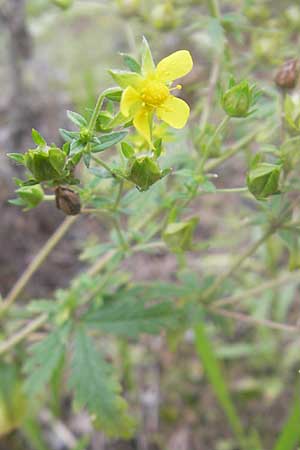 Potentilla norvegica / Rough Cinquefoil, D Viernheim 23.7.2009