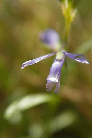 Polygala vulgaris \ Gewhnliche Kreuzblume, Gewhnliches Kreuzblmchen / Common Milkwort, D Odenwald, Erbach 19.8.2009