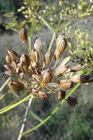 Peucedanum officinale \ Arznei-Haarstrang / Hog's Fennel, D Groß-Gerau 31.8.2009