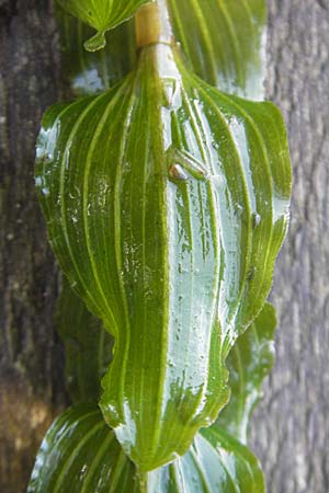 Potamogeton perfoliatus / Perfoliate Pontweed, D Römerberg 5.9.2009