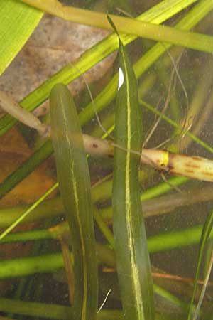 Potamogeton obtusifolius \ Stumpfblttriges Laichkraut / Blunt-Leaf Pontweed, D Dinkelsbühl 9.10.2009