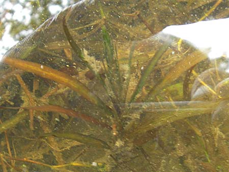 Potamogeton obtusifolius \ Stumpfblttriges Laichkraut / Blunt-Leaf Pontweed, D Dinkelsbühl 9.10.2009