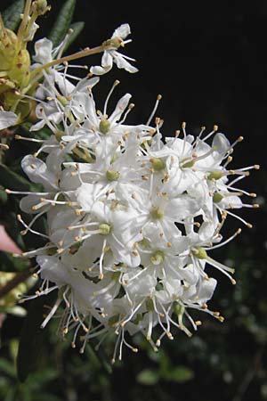 Rhododendron groenlandicum \ Grnlndischer Porst / Greenland Tea, D Günzburg 8.5.2010