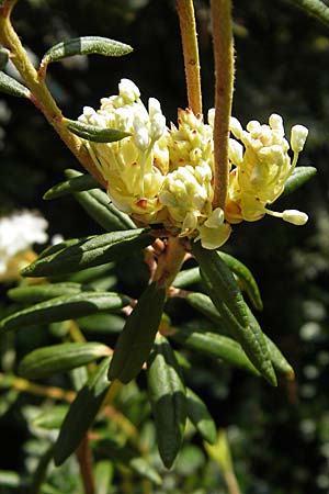 Rhododendron groenlandicum \ Grnlndischer Porst, D Günzburg 8.5.2010