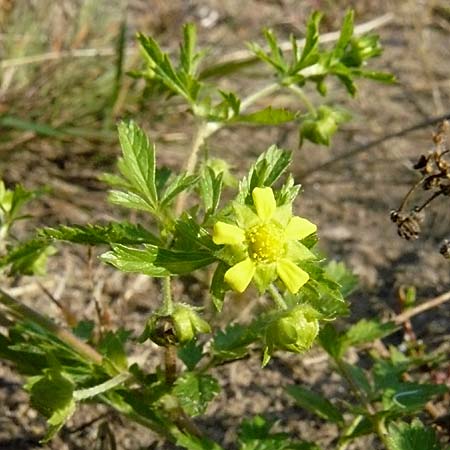 Potentilla supina \ Niedriges Fingerkraut / Carpet Cinquefoil, D Reilingen 22.9.2007