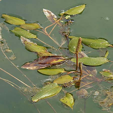 Potamogeton nodosus \ Flutendes Laichkraut / Loddon Pontweed, D Rheinstetten-Silberstreifen 26.7.2008