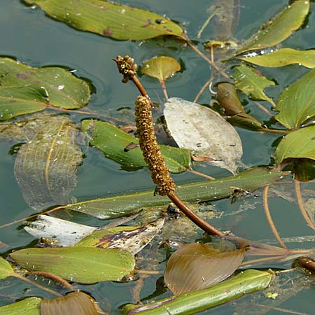 Potamogeton nodosus \ Flutendes Laichkraut, D Rheinstetten-Silberstreifen 26.7.2008