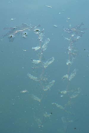 Potamogeton crispus \ Krauses Laichkraut / Curled Pontweed, D Römerberg 31.7.2008