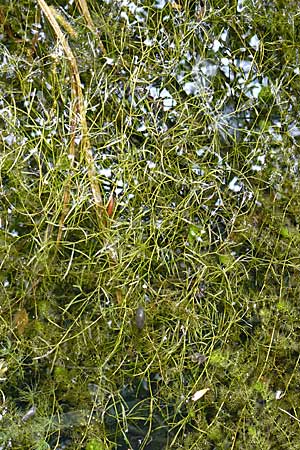 Potamogeton berchtoldii \ Berchtolds Zwerg-Laichkraut / Small Pontweed, D Rheinstetten-Silberstreifen 18.8.2008