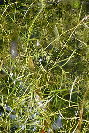 Potamogeton berchtoldii \ Berchtolds Zwerg-Laichkraut / Small Pontweed, D Rheinstetten-Silberstreifen 18.8.2008