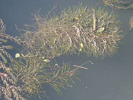 Potamogeton pectinatus / Fennel Pontweed, D Heidelberg 24.8.2008