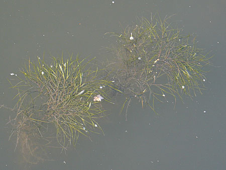 Potamogeton pectinatus \ Kamm-Laichkraut, D Heidelberg 24.8.2008