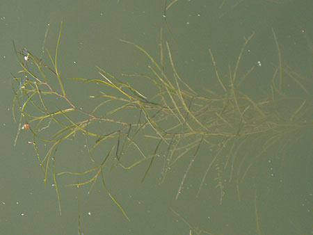 Potamogeton pectinatus \ Kamm-Laichkraut / Fennel Pontweed, D Heidelberg 24.8.2008