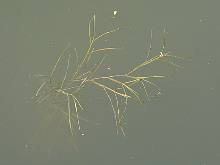 Potamogeton pectinatus \ Kamm-Laichkraut / Fennel Pontweed, D Heidelberg 24.8.2008