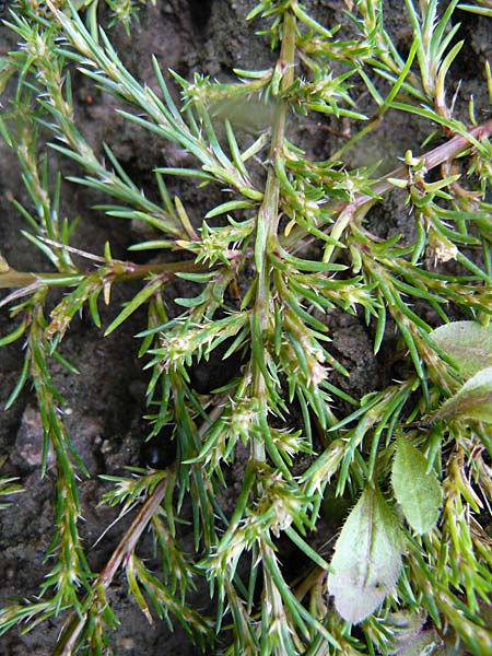 Polycnemum majus \ Groer Knorpelsalat / Giant Needle-Leaf, D Botan. Gar.  Universit.  Mainz 13.9.2008