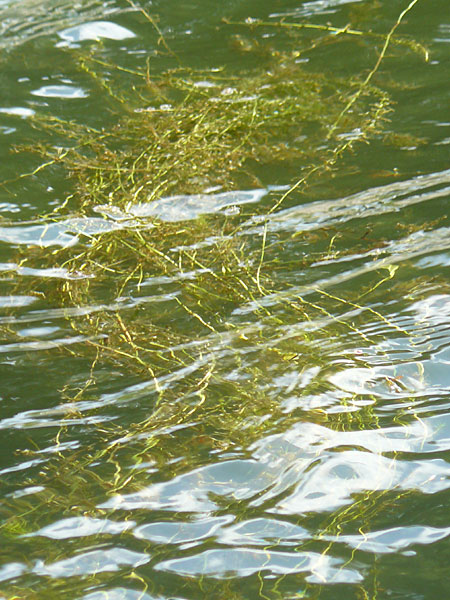 Potamogeton x angustifolius \ Schmalblttriges Laichkraut, D Karlsruhe 29.8.2009