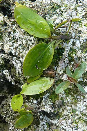 Potamogeton nodosus \ Flutendes Laichkraut, D Karlsruhe 26.9.2009