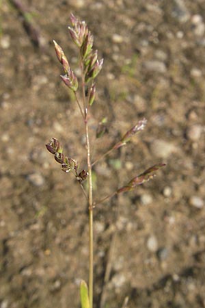 Poa annua \ Einjhriges Rispengras / Annual Blue Grass, D Reilingen 11.9.2010