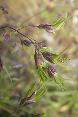 Poa alpina \ Alpen-Rispengras, D Immenstadt 21.6.2011