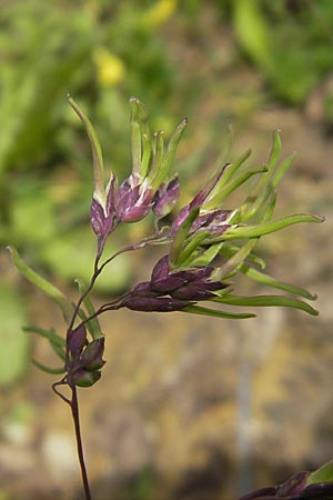 Poa alpina \ Alpen-Rispengras / Alpine Meadow Grass, D Immenstadt 21.6.2011