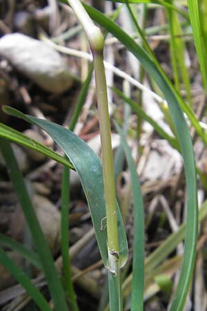 Poa alpina \ Alpen-Rispengras / Alpine Meadow Grass, D Immenstadt 21.6.2011