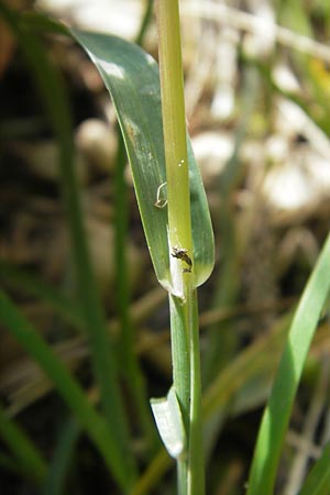 Poa alpina \ Alpen-Rispengras / Alpine Meadow Grass, D Immenstadt 21.6.2011