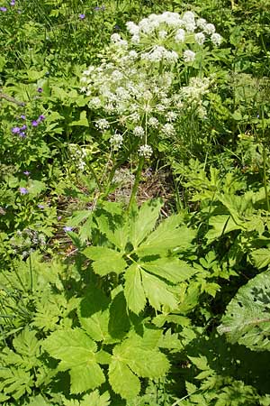 Peucedanum ostruthium \ Meisterwurz / Masterwort, D Oberstdorf 22.6.2011