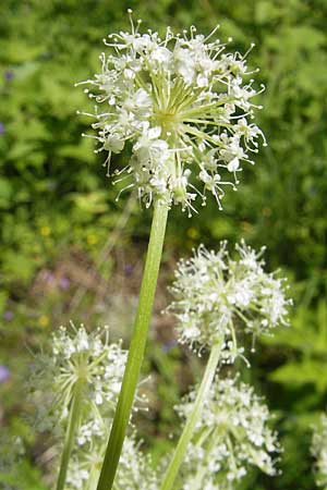 Peucedanum ostruthium \ Meisterwurz / Masterwort, D Oberstdorf 22.6.2011