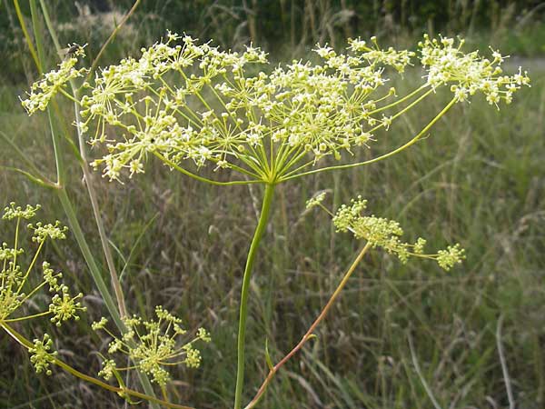 Peucedanum officinale \ Arznei-Haarstrang / Hog's Fennel, D Philippsburg 23.7.2011