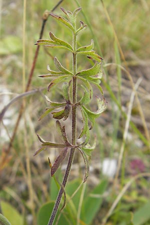 Peucedanum oreoselinum \ Berg-Haarstrang / Mountain Parsley, D Eching 30.7.2011