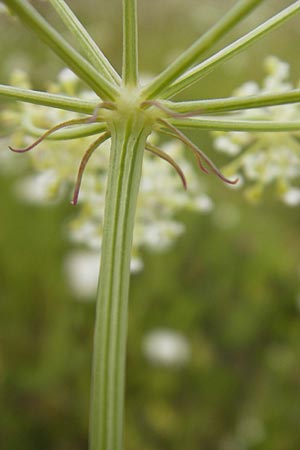 Peucedanum oreoselinum / Mountain Parsley, D Eching 30.7.2011