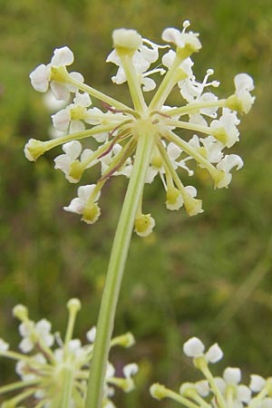 Peucedanum oreoselinum / Mountain Parsley, D Eching 30.7.2011