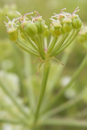 Peucedanum oreoselinum / Mountain Parsley, D Eching 30.7.2011