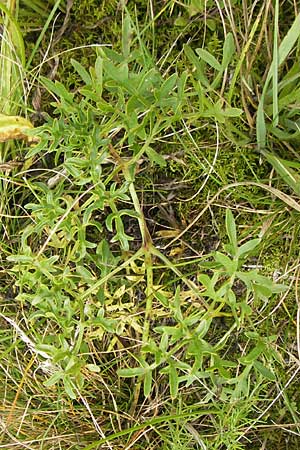 Peucedanum oreoselinum / Mountain Parsley, D Eching 30.7.2011