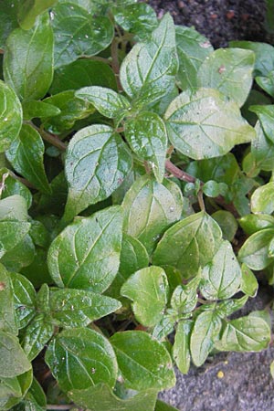 Parietaria judaica \ stiges Glaskraut, Mauer-Glaskraut / Pellitory-of-the-Wall, D Ludwigshafen 19.10.2011