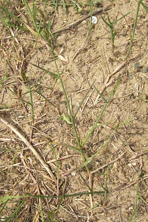 Poa compressa \ Flaches Rispengras, Plattes Rispengras / Flattened Meadow Grass, D Mainz 31.5.2012