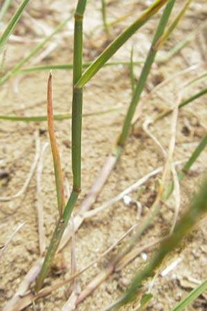 Poa compressa \ Flaches Rispengras, Plattes Rispengras / Flattened Meadow Grass, D Mainz 31.5.2012