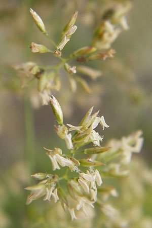 Poa trivialis \ Gewhnliches Rispengras / Rough Blue Grass, D Mannheim 5.7.2012