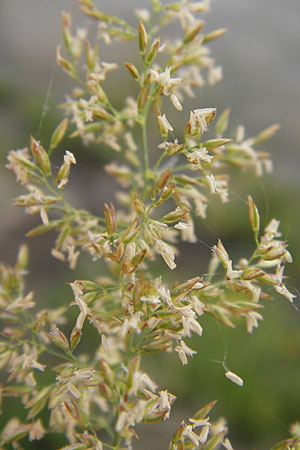 Poa trivialis \ Gewhnliches Rispengras / Rough Blue Grass, D Mannheim 5.7.2012