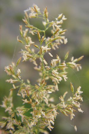 Poa trivialis \ Gewhnliches Rispengras / Rough Blue Grass, D Mannheim 5.7.2012