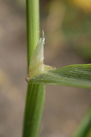 Poa trivialis \ Gewhnliches Rispengras / Rough Blue Grass, D Mannheim 5.7.2012