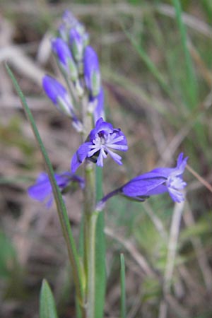 Polygala amarella \ Sumpf-Kreuzblume, Sumpf-Kreuzblmchen, D Pfalz, Speyer 3.5.2013